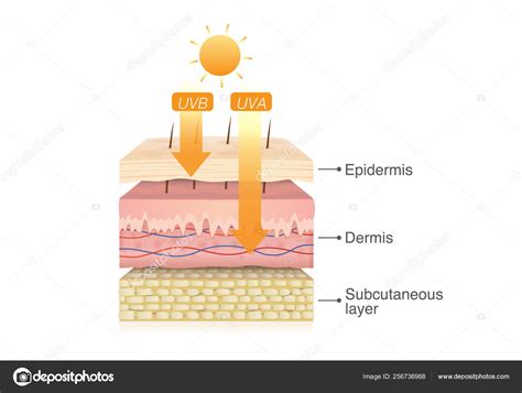 Uvb Rays Penetrate Epidermis Skin Layer Uva Deep Dermis Illustration