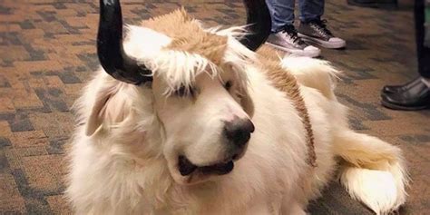 Adorable Avatar The Last Airbender Cosplay Turns A Dog Into Appa