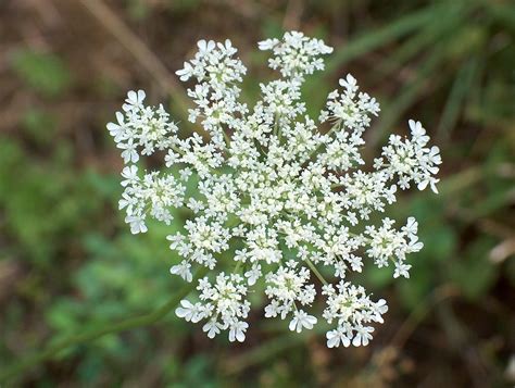 Queen Annes Lace Wildflower Or Weed Donna Flickr