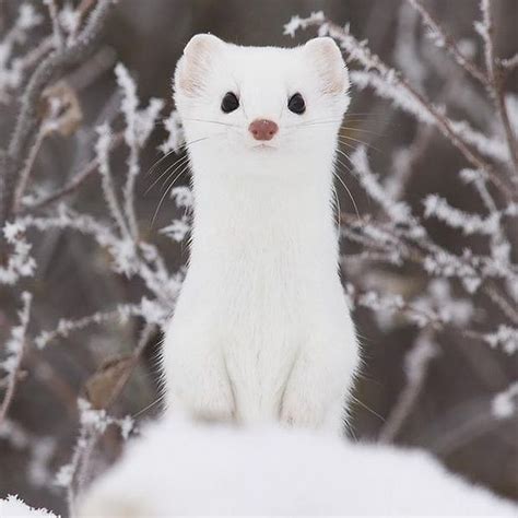 A White Ferret Standing On Its Hind Legs In Front Of Some Snow Covered