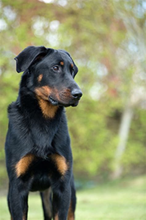 Beauceron Puppies For Sale Uk Hush Puppies Boots For Men Hush Puppy