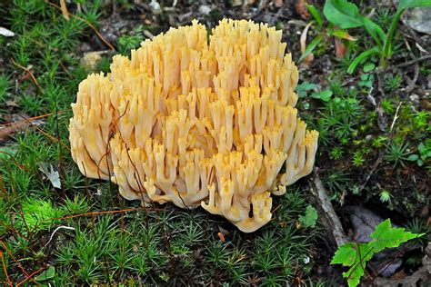 Coral Fungus Romaria Sp Photograph By Alan Lenk Pixels