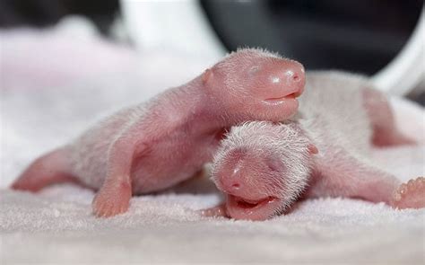 Chinese Panda Nursery Celebrates New Birth Of Cub