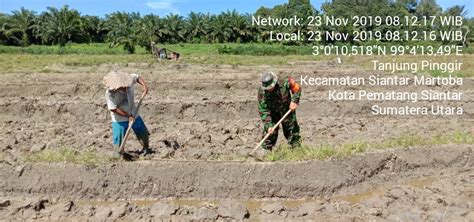 Bantu Petani Anggota Tni Koramil 01su Ke Sawah Gunakan Cangkul