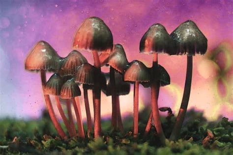 Psilocybin Emerges From The Underground Into The Light How Will