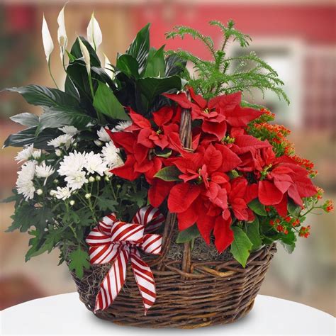 Christmas Plants In A Basket With Free Delivery Natural T Basket