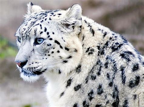 Snow Leopard With Blue Eyes Wallpaper