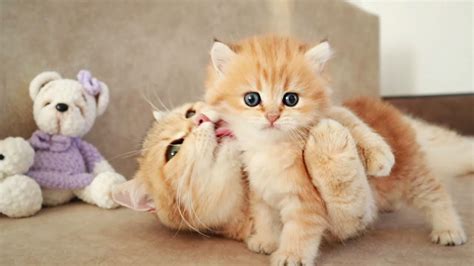 very cute kittens playing