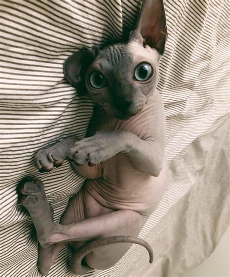 Sphynx Kitty Cute Cats Cute Funny Animals Animals And Pets Cute