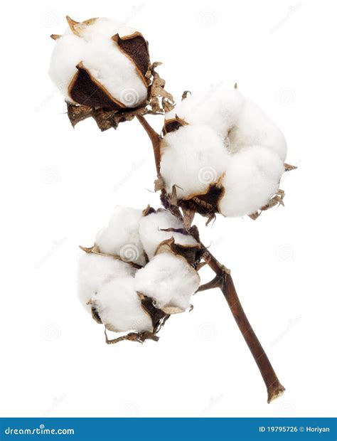 Cotton Flower Stock Photo Image Of Soft Texture Pure 19795726