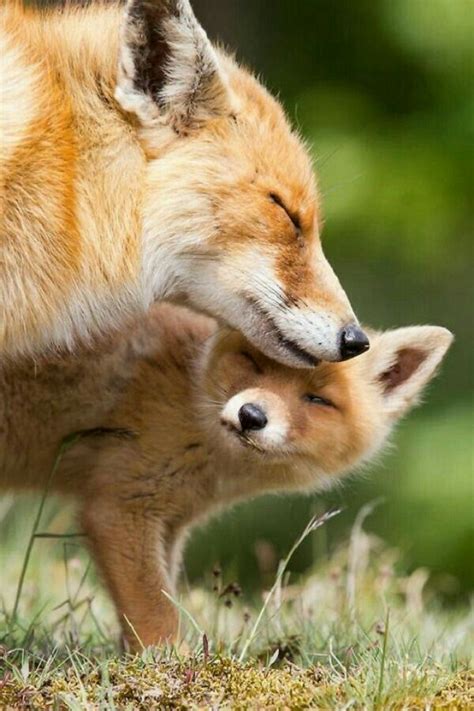Red Fox Getting A Snuggle From A Red Fox Kit ♥ Nature Animals Animals
