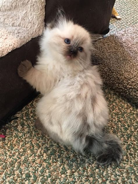 This Is Our New Ragdoll Kitten Sophie Rose Is With Her Mom Still At 4