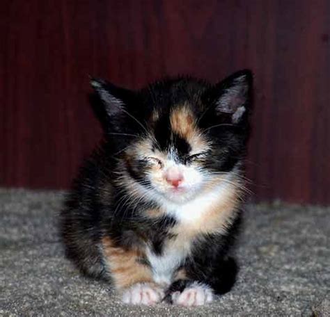 7 Gorgeous Pictures Of Calico Cats Biological Science Picture