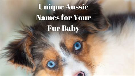 Unique Australian Shepherd Names For Your One Of A Kind Fur Baby 🐶