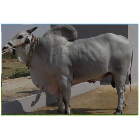 Kankrej Mbt Nadha Frozen Bull Semen For Cattle Breeding At Rs 12piece In Saharanpur