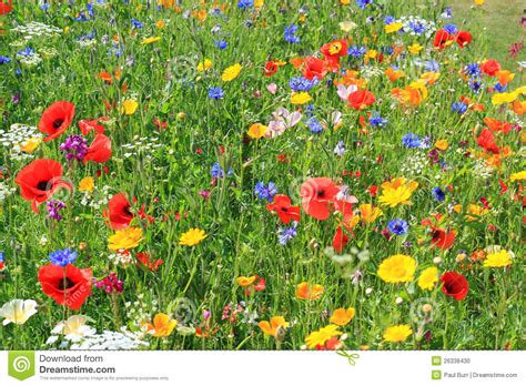 Beautiful Wild Flowers Stock Photo Image 26338430