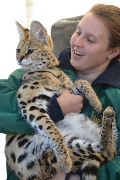 Our babies are raised in our home with our family, loved and pre. ZOMG BABY SERVALS!!!