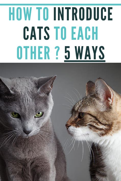 How To Introduce Cats To Each Other 5 Ways How To Introduce Cats