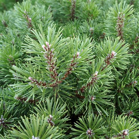 Pinus Mugo Slowmound Midwest Groundcovers Llc