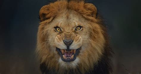 Unbelievable Shot Shows Lion Milliseconds From Attacking