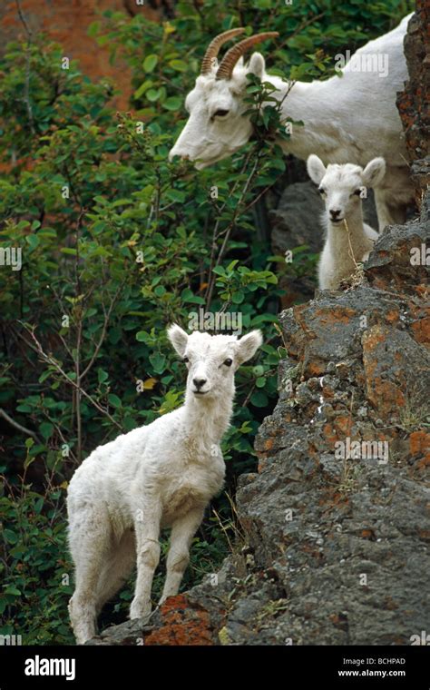 Dall Sheep And Baby Hi Res Stock Photography And Images Alamy