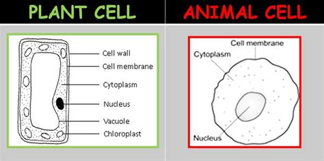Science4geeks Plant And Animal Cells