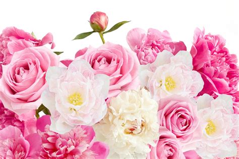 Download Pink Flower Peony Rose Nature Flower 4k Ultra Hd Wallpaper