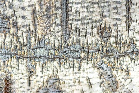 Texture Background Aspen Bark Is Old With Cracks Macro Shot Stock