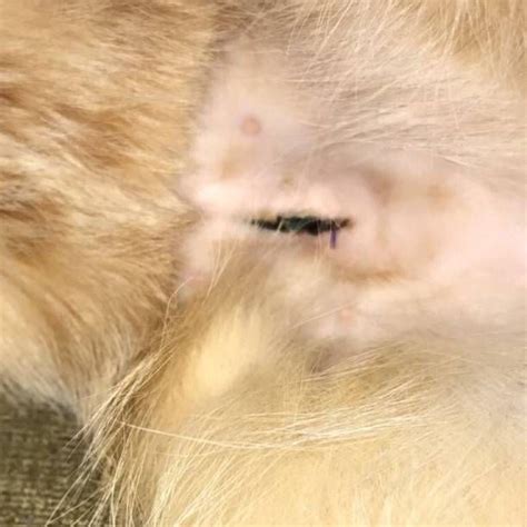 7 Day Post Spay Incision Cat Skin Dog Cat Dogs