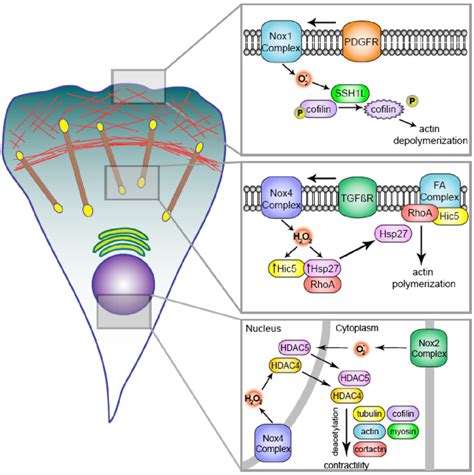 Nox Mediated Regulation Of The Cytoskeleton Different Cytoskeletal