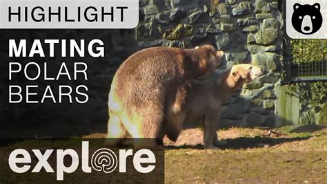 Polar Bears Mating Ouwehand Live Cam Highlight Youtube