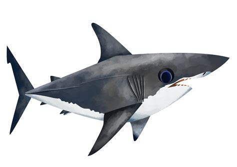 White Shark Save Our Seas Foundation