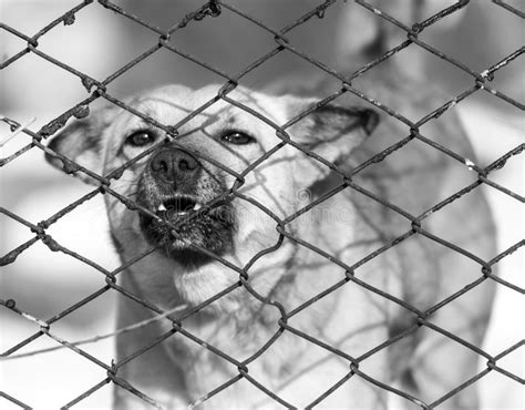 Angry Dog Behind A Fence Stock Image Image Of Winter 101918463