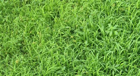 Crabgrass Control The Best Time For Crabgrass Pre Emergent