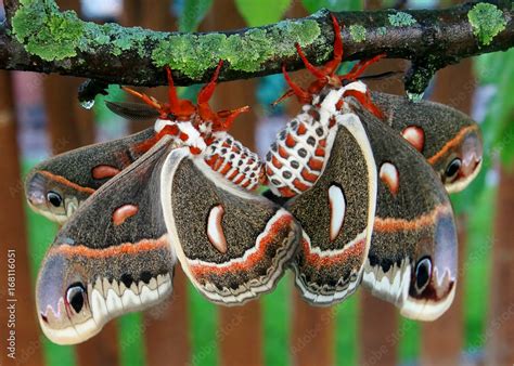 The Beautiful Giant Silk Moth Butterfly Called Cecropia Moth