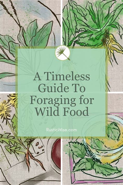 A Timeless Guide To Foraging For Wild Food Foraging Guide Wild Food