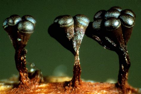 Sporangia Of The Slime Mold Metatrichia Vesparium Nikons Small World