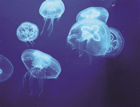 Все новости медузы в одном канале: Világító élőlények | Pedagógiai Folyóiratok