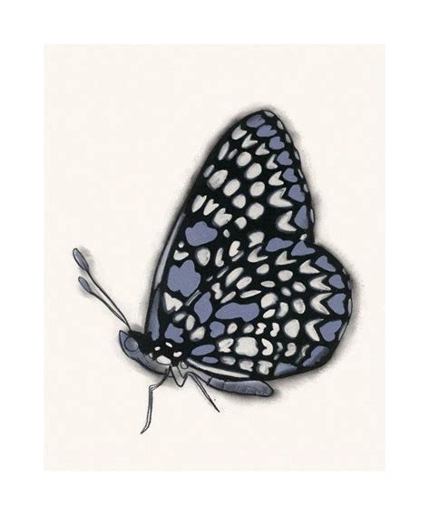 Butterfly Art Print Blue Butterfly 83 X 117 By Matouenpeluche