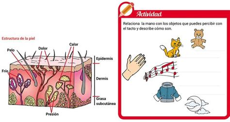 El Sentido Del Tacto Escolar Abc Color Images