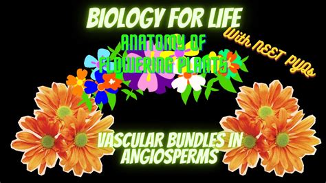 Vascular Bundle Anatomy Of Flowering Plants With Neet Pyqs Neetpyqs