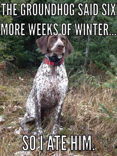 The 15 Funniest German Shorthaired Pointer Memes Petpress