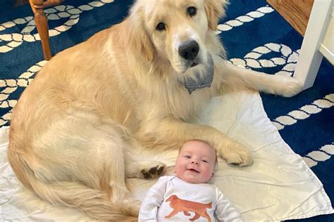 Golden Retriever Wants To Share Everything With His New Baby Brother