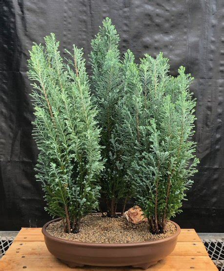 European Cypress Evergreen Bonsai Treethree Tree Forest Group