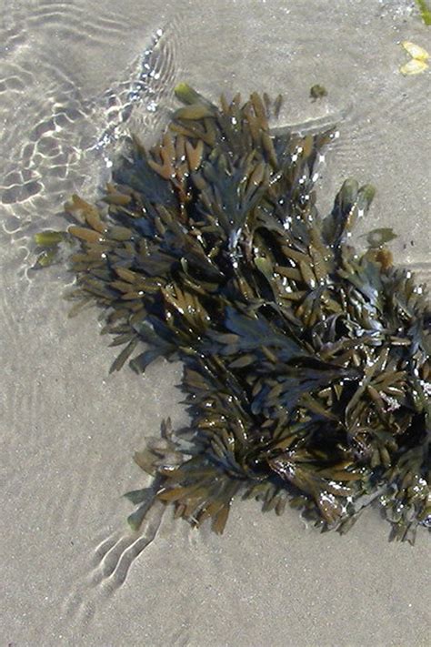 Have You Ever Eaten Bladderwrack Seaweed Also Known As Fucus