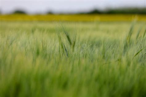 View Of Green Wheat Plants On A Wheat Grain Fieldselective Focus
