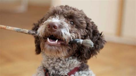 The lagotto romagnolo is a breed with italian roots and a hefty lagotto romagnolo price. Lagotto Romagnolo - Price, Temperament, Life span