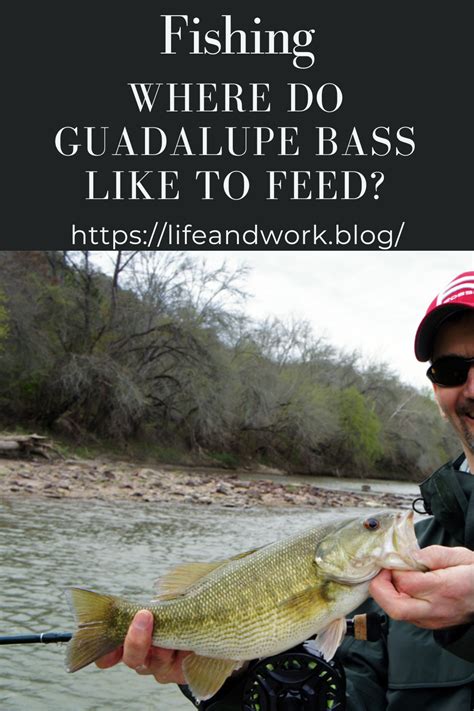 Where Do Guadalupe Bass Like To Feed