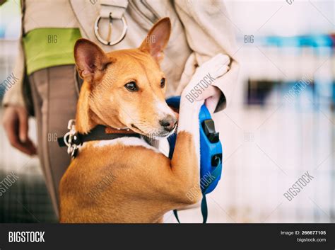 Basenji Dog Hugging Image And Photo Free Trial Bigstock