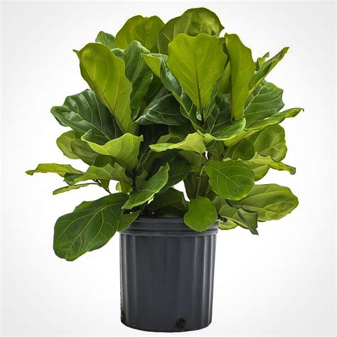 They can grow such large beautiful leaves, but. Fiddle Leaf Fig Bush | Fig bush, Fiddle leaf fig, Easy ...
